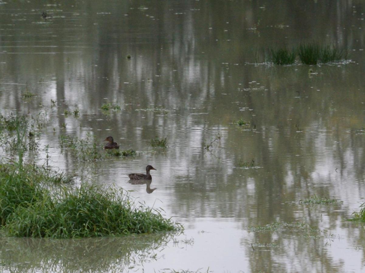 Villa La Ravine Montigny-sur-Loing Esterno foto